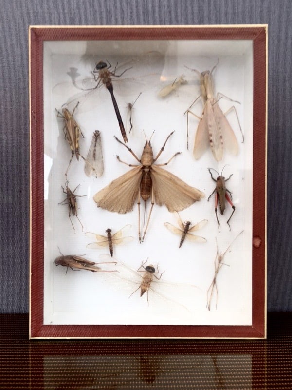 Collection d'insectes, XXe siècle.