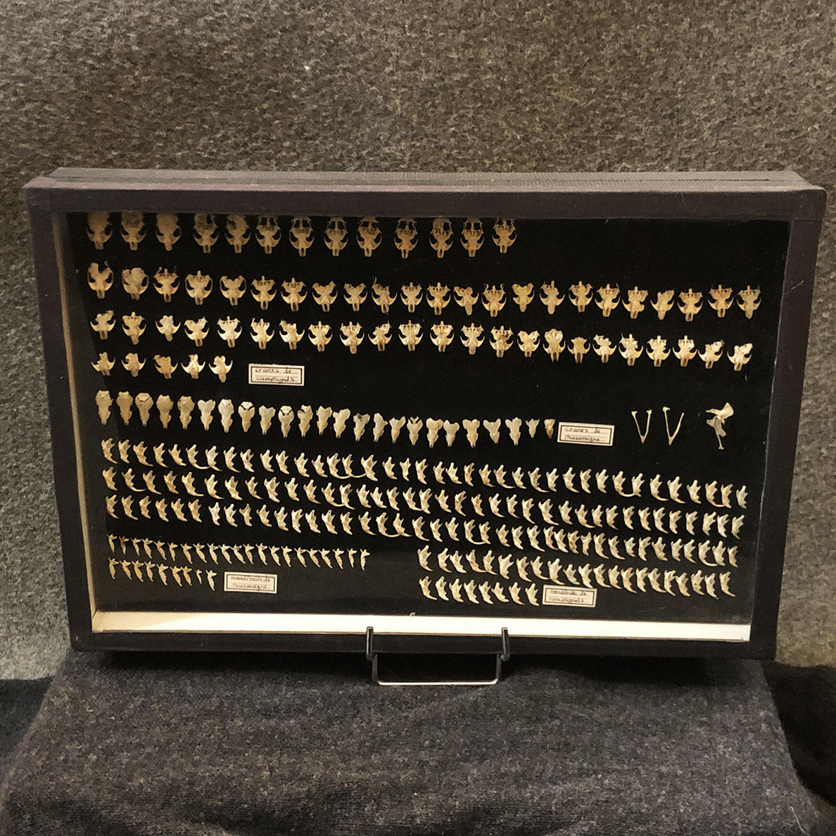 Naturalist Display Case : Vole and Shrews Skulls, 20th Century