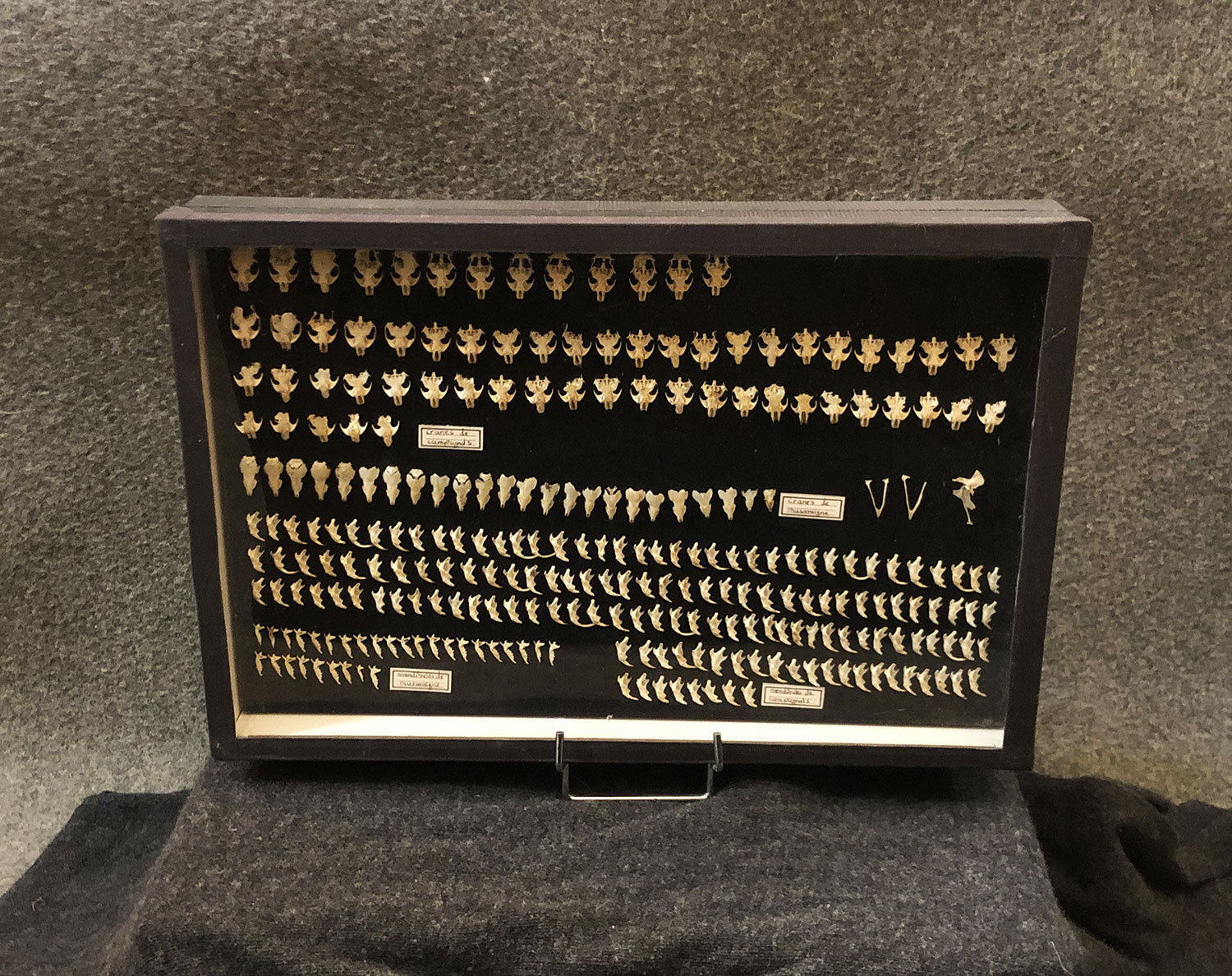 Naturalist Display Case : Vole and Shrews Skulls, 20th Century