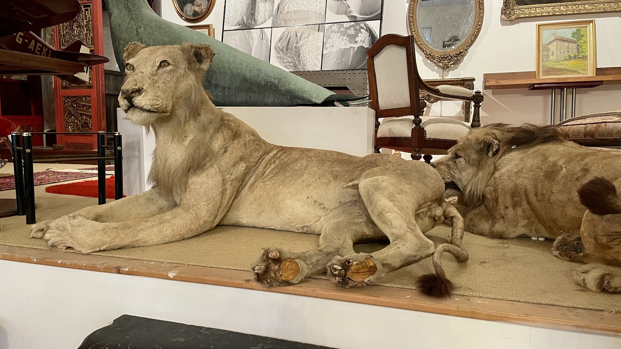 Lionne naturalisée, XXe siècle
