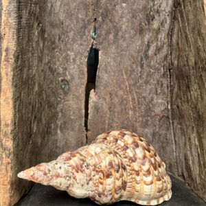 Important coquillage, XXe siècle